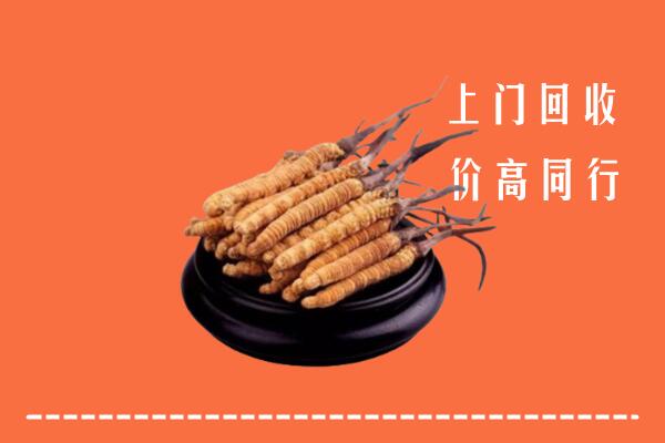 福州冬虫夏草回收多少钱每克